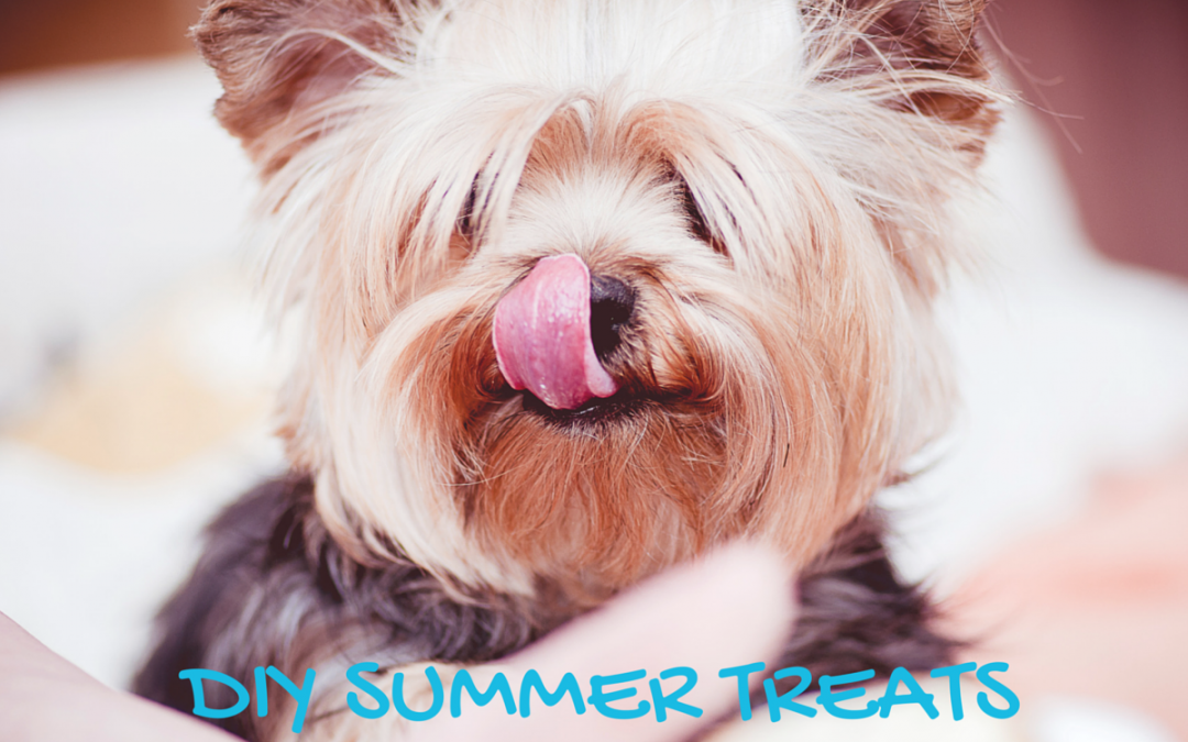 3 DIY Summer Dog Treats to Share with your Kennel’s Guests
