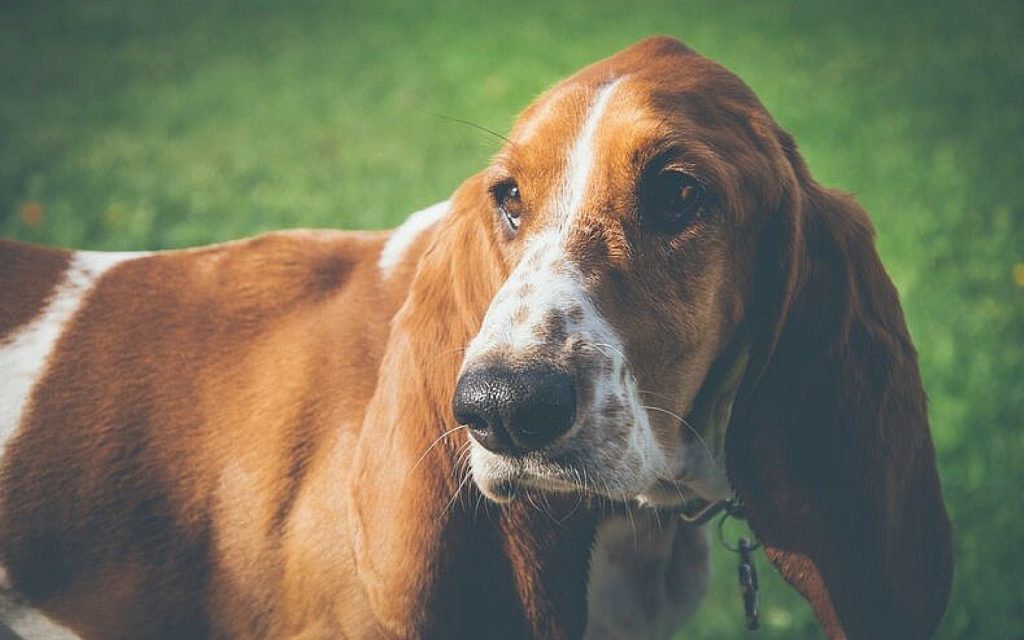 5 Steps to a Better Pet Boarding Business ProPet Software Boarding