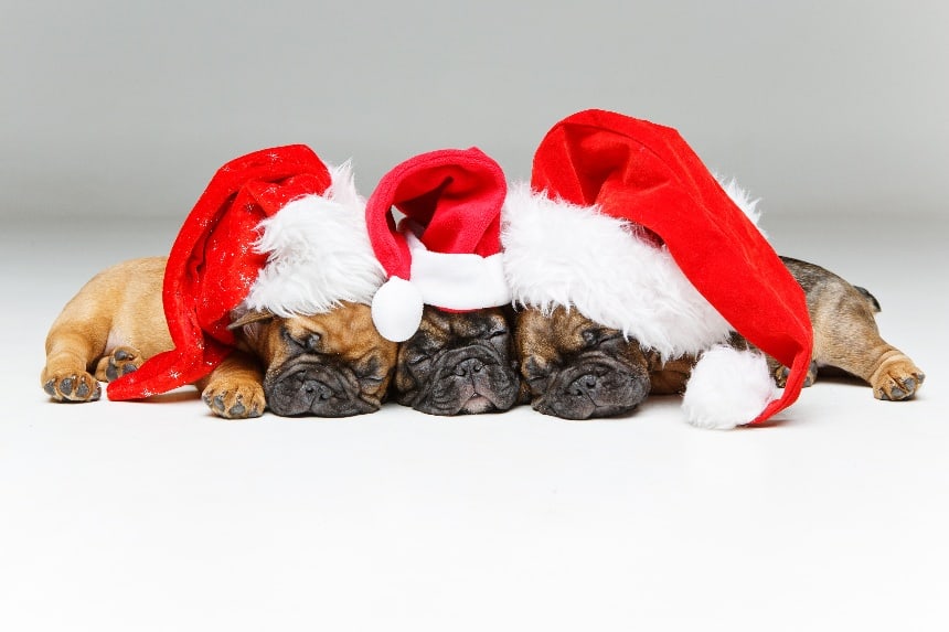 5 Ways to Market Your Dog Boarding Business for the Holiday