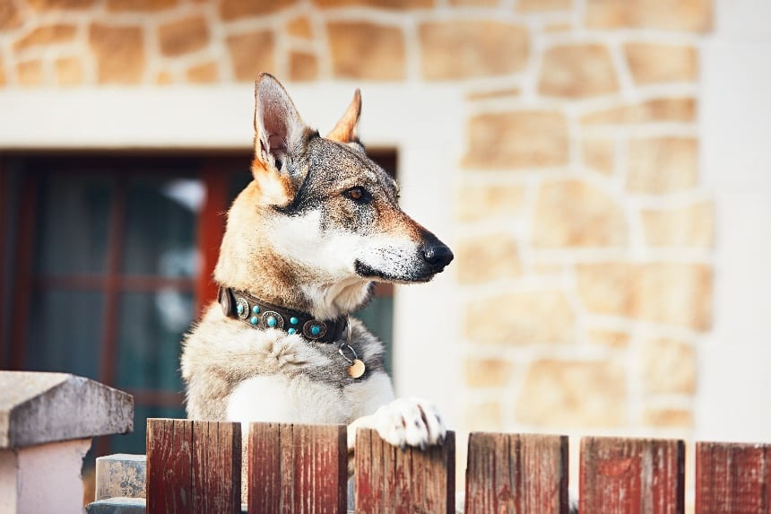 5 Simple Steps on Starting a Dog Boarding Business
