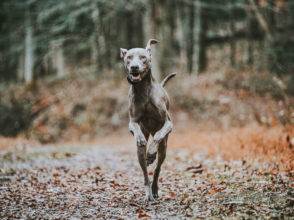 Using Social Media to Engage with your Customers ProPet Software